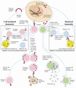 D:\Mukesh Samant 2006-07\Mukesh thesis\Thesis figures\DNA vaccine mechanism.TIF